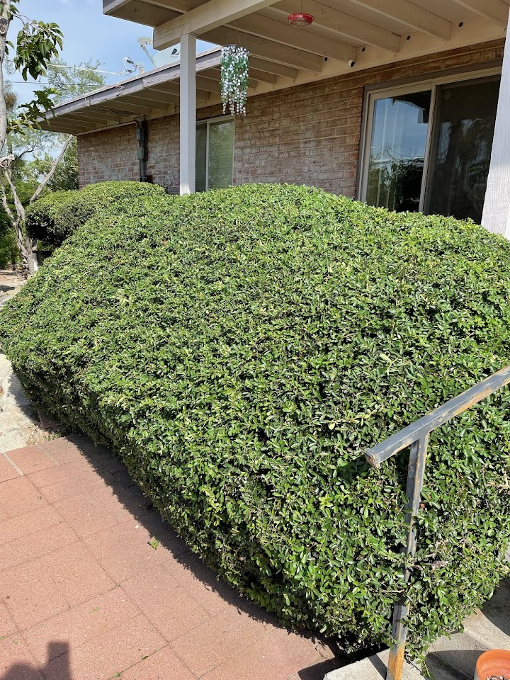Alpha Landscaping LLC project
